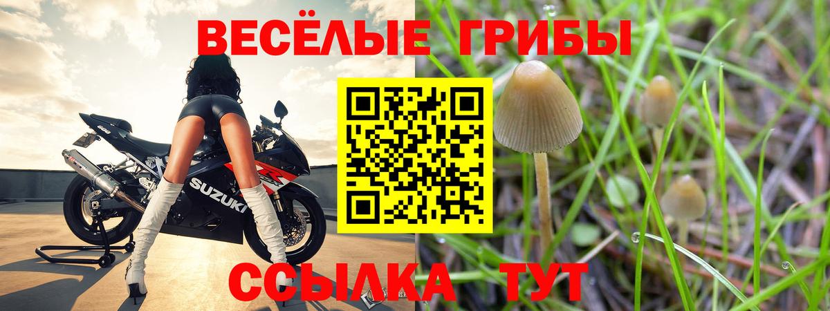 где купить наркотик  Псилоцибиновые грибы Psilocybine cubensis  Вход с VPN  Тулун 